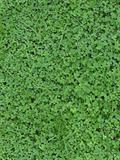 clover